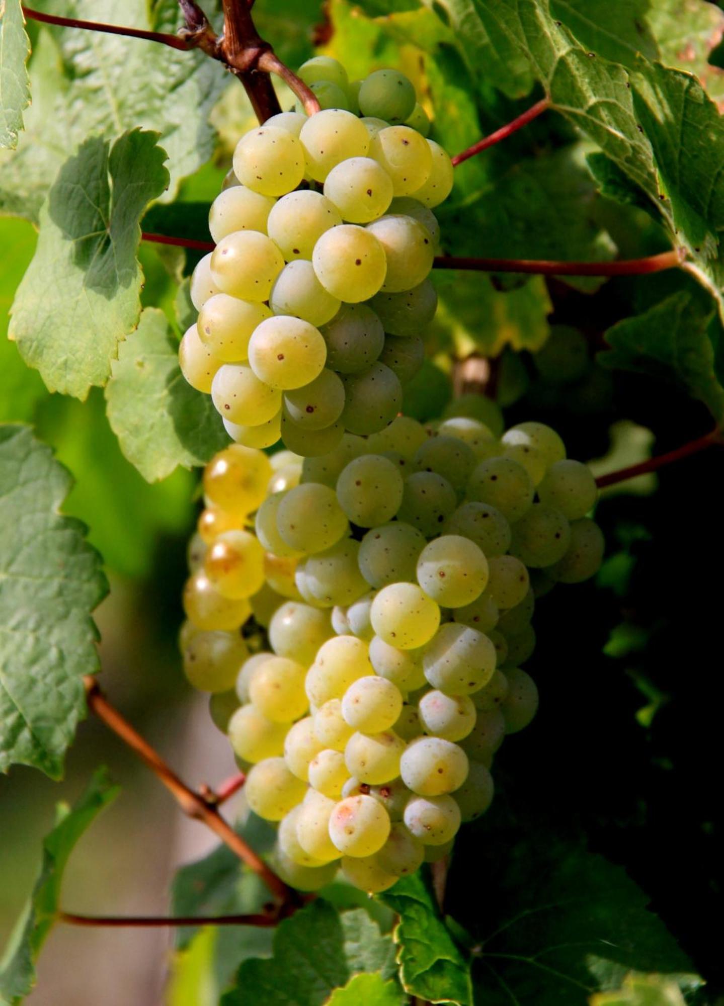 Ferienweingut & Gutsrestaurant Becker Daire Burgen  Dış mekan fotoğraf